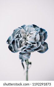 Beautiful Single Dyed Blue Carnation Close Up View