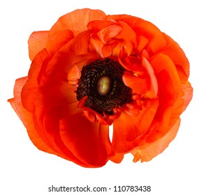 beautiful single flower head. red ranunculus isolated on white background - Powered by Shutterstock