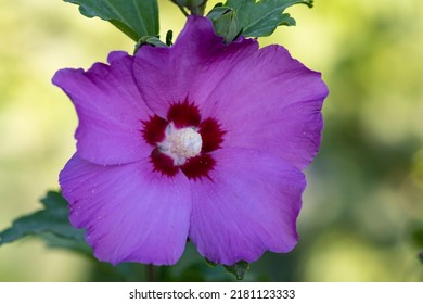 Beautiful Single Hibiscus Flower. Purple Flower