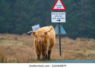 Beautiful Single Highland Cow standing on the edge of a track in front of a road sign, licking it's nose