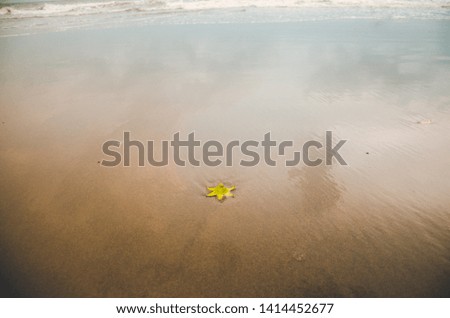 Similar – Sandy beach with starfish and snails