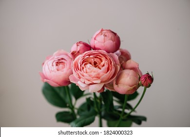 Beautiful single multi headed tender pink rose silva flower on the wall background, close up view - Powered by Shutterstock