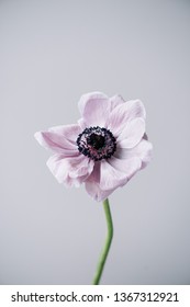 Beautiful Single Patel Purple Coloured Anemone Flower On The Grey Wall Background, Close Up Vertical View