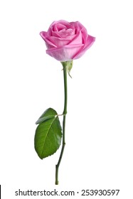 beautiful single pink rose on a white background.