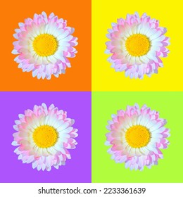 Beautiful single pink and white daisy Bellis flower head isolated on orange, purple, light green and yellow backgrounds closeup. Top view. Copy space. - Shutterstock ID 2233361639