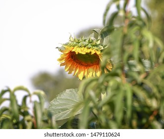 Beautiful single sunflower in the field on a sunny day.