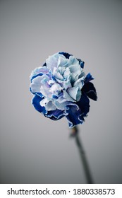 Beautiful Single Tender Dyed Blue Carnation Flower On The Grey Wall Background, Close Up View