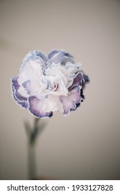 Beautiful Single Tender Dyed Blue Carnation Flower On The Grey Wall Background, Close Up View