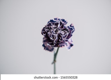 Beautiful Single Tender Dyed Purple Carnation Flower On The Grey Wall Background, Close Up View