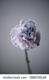 Beautiful Single Tender Dyed Purple Carnation Flower On The Grey Wall Background, Close Up View