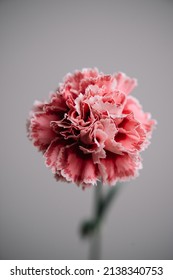 Beautiful Single Tender Dyed Red Carnation Flower On The Grey Wall Background, Close Up View