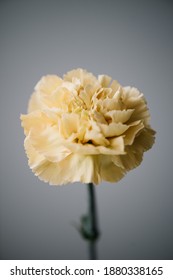 Beautiful Single Tender Dyed Yellow Carnation Flower On The Grey Wall Background, Close Up View