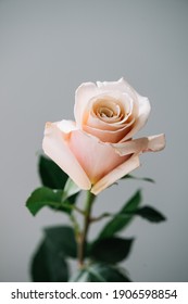 Beautiful single tender pale pink rose flower on the grey wall background, close up view