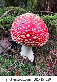 beautiful single toadstool in the forest in fall