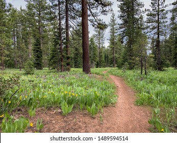 Beautiful single track dirt trail through wild flowers in Tahoe California forest