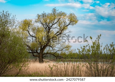 Beautiful single tree with interesting shape and tall grass