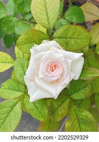 Beautiful Single White Rose Flower Over Blurred Green Leaves Background, Copy Space. Toned With Color Filter And Soft Noise To Get Old Camera Effect. Soft Focus And Blurred.