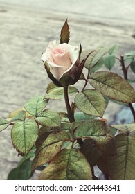 Beautiful Single White Rose Flower Over Blurred Green Leaves Background, Copy Space. Toned With Color Filter And Soft Noise To Get Old Camera Effect. Soft Focus And Blurred.