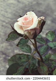 Beautiful Single White Rose Flower Over Blurred Green Leaves Background, Copy Space. Toned With Color Filter And Soft Noise To Get Old Camera Effect. Soft Focus And Blurred.