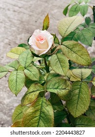 Beautiful Single White Rose Flower Over Blurred Green Leaves Background, Copy Space. Toned With Color Filter And Soft Noise To Get Old Camera Effect. Soft Focus And Blurred.