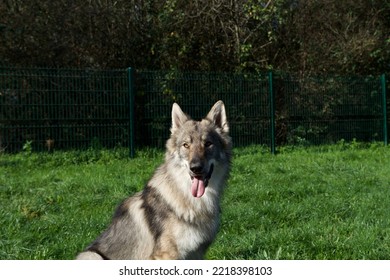 Beautiful Sitting Wolf Dog Als Called  Czechoslovakian Vlcak In An Off Leash Dog Park.