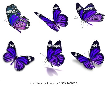 Beautiful Pink Butterfly Different Positions Vector Stock Vector ...