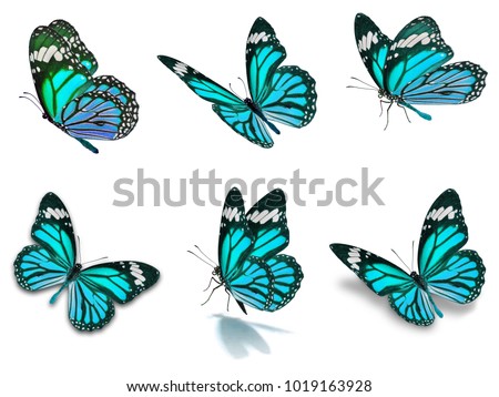 Beautiful Six monarch butterflies set, isolated on white background