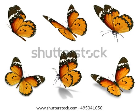 Beautiful Six monarch butterflies set, isolated on white background