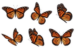 Beautiful Six Monarch Butterfly Flying Isolated On White Background.