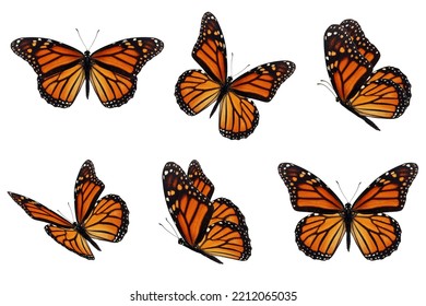 Beautiful six monarch butterfly flying isolated on white background.