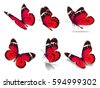 butterfly red