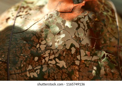 A beautiful skeletonized  leaf