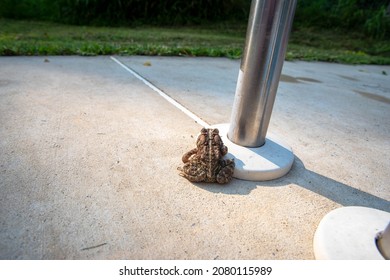 Beautiful Skin Colorations And Texture On This Adult Pennsylvania American Toad Sitting On Light Colored Cement With Green Grass Beyond. Plenty Of Copy Space, Shot In Natural Light With No People.