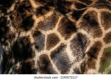 Beautiful skin of a giraffe specimen from the South African savannah, this mammalian and herbivorous animal is one of the stars of the safaris.