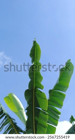 beautiful sky along with banana trees