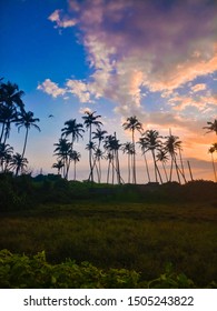 Beautiful Sky And Clouds With Amazing Sunset Colors And Palm Tree Silhoutte, Colva, Goa, India