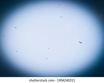 Beautiful sky with some seagulls flying above the ocean, perfect picture for a texture or background.  - Shutterstock ID 1904240311
