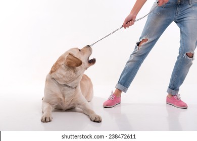 Beautiful  slender blond girl in jeans and black  tank top and rose training shoes  pulling with leash  Labrador Retriever isolated on white background  