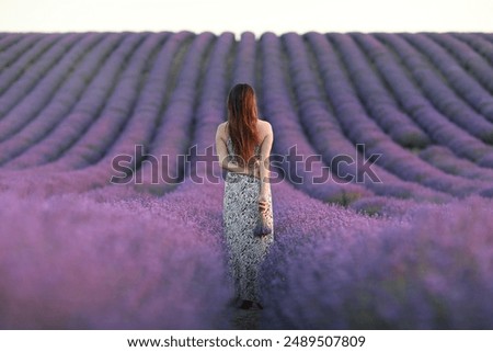 Similar – #A# Morning Sun Lavender 1