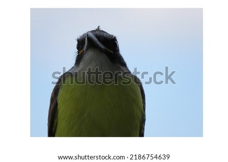 Similar – European Pied Flycatcher