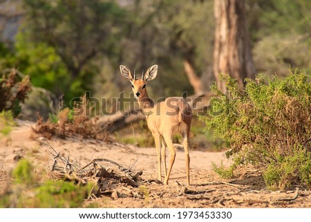 beautiful small antelope between lush bushes, Damara dik dik, tiny in size
