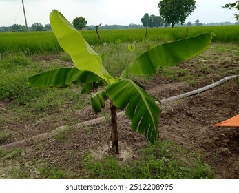 Beautiful small banana tree outside