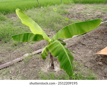 Beautiful small banana tree outside