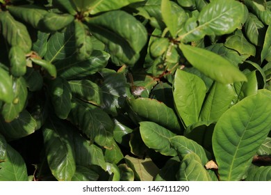 Beautiful Of Small Bird Eating Bug On Branch Of Green Tree