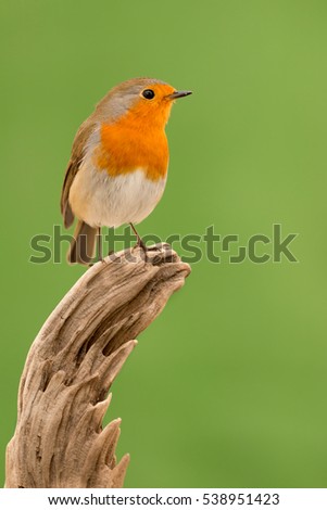 Similar – Image, Stock Photo Pretty bird Beautiful Life