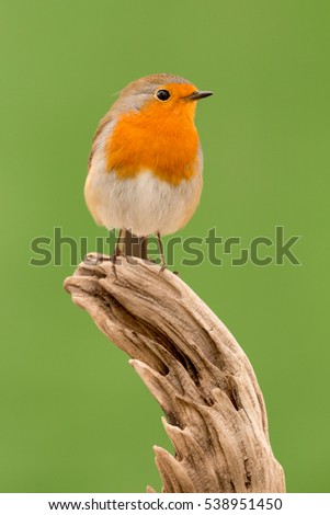 Image, Stock Photo Pretty bird Beautiful Life