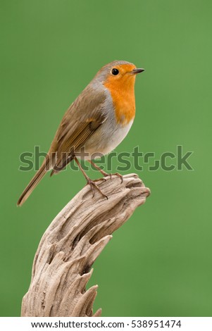 Similar – Image, Stock Photo Pretty bird Beautiful Life