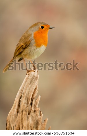 Similar – Image, Stock Photo Pretty bird Beautiful Life