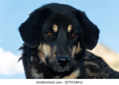 Beautiful and small breed dog of Himalayas