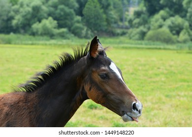 Beautiful, small brown foal in the meadow